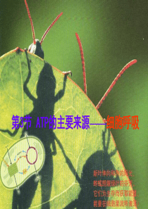 高中生物必修一人教版细胞呼吸课件