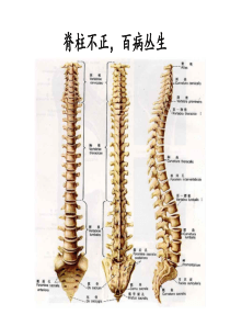 史上脊柱及疾病关系,并附歌诀