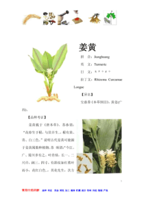 姜黄-常见中草药详述