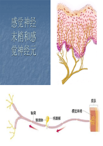 局部麻醉药1