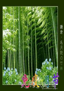 2014年高三生物第一轮复习：免疫调节