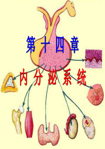 组织学与胚胎学 内分泌系统