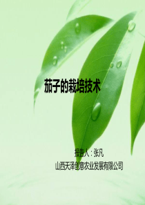 茄子的栽培技术