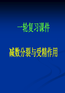 一轮复习：减数分裂和受精作用课件