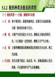 5.2 根的种类及根系的类型