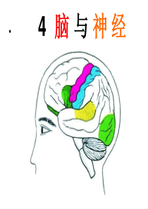 青岛版五年级下册科学――4脑与神经