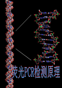 荧光PCR检测原理