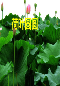 部编版课件《荷叶圆圆》ppt课件36