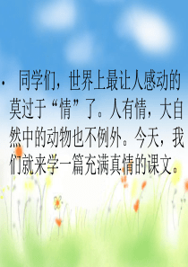 《马鹿有情》教学课件(2)