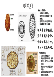 寄生虫学虫卵经典总结及图片 (yj)