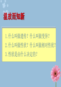 第二节---基因在亲子代间的传递.ppt