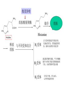 抗过敏药和抗溃疡药-PowerPoint演示文稿