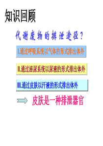 汗液的形成和排出