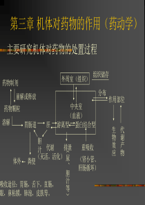 机体对药物的作用(药动学)