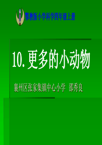 10.更多的小动物