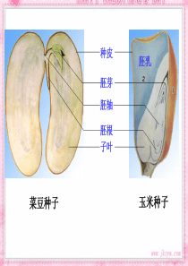 七年级生物_种子的萌发_课件