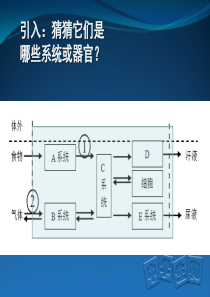 泌尿系统：结构及尿液形成过程