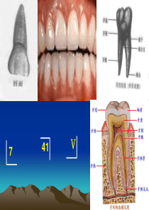 口腔牙体应用名称及标志