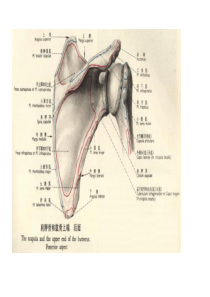 肩关节解剖及检查