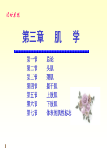 《运动解剖学》第6次课：肌学