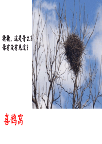 树和喜鹊PPT(一下语文第三单元)