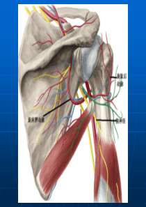 肩关节应用解剖3