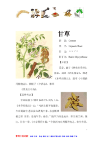 甘草-常见中草药详述