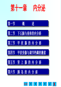 内分泌系统(生理ppt)