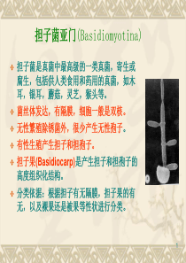 园艺植物病理学  第三章(3)担子菌半知菌亚门真菌