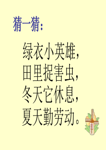 3《小青蛙》ppt(1)