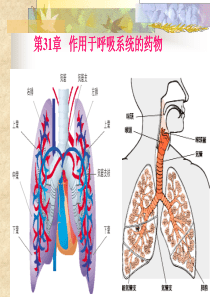 第31章 作用于呼吸系统的药物