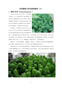 多肉植物习性及栽培要领(六)