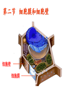 生物必修一第二章第二节细胞膜和细胞壁