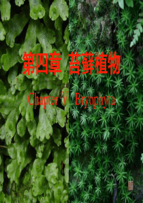 Bryophyta植物分类