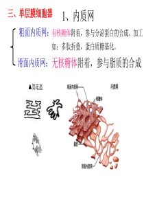 细胞器第二课时