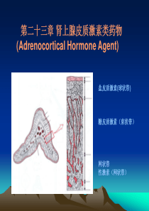 第二十三章肾上腺皮质激素类药