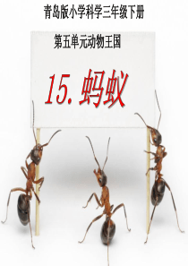 15《蚂蚁》