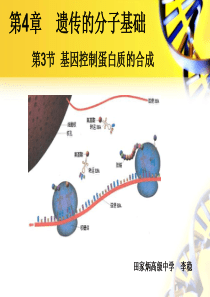 基因控制蛋白质的合成_翻译