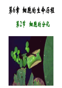 细胞的分化