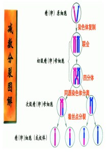 减数分裂-染色体、DNA、染色单体的数量变化