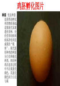 鸡胚发育图解