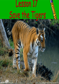 冀教版英语Lesson17Save the tigers