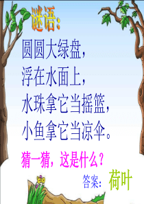 人教版一年级语文下册14《荷叶圆圆》(修改版)课件PPT资料