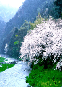 八年级上课件-《桃花源记》