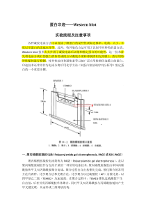 蛋白印迹——western-blot-实验流程及注意事项