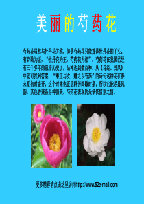 美丽的芍药花