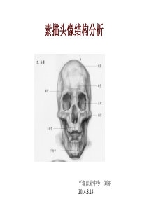 素描头像结构分析(自编)