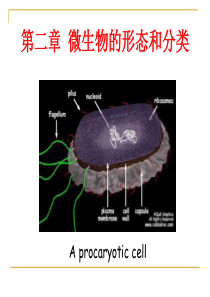 河南工业大学 食品微生物学 第二章 微生物的形态和分类(1)