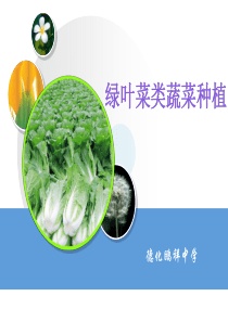 绿叶菜类蔬菜种植