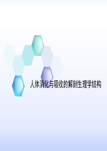 消化吸收系统的解剖生理学结构